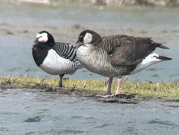 Bernache nonnette  - Christa(+thomas) Pumberger