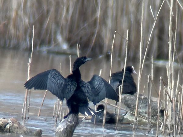 Pygmy Cormorant  - Christa(+thomas) Pumberger