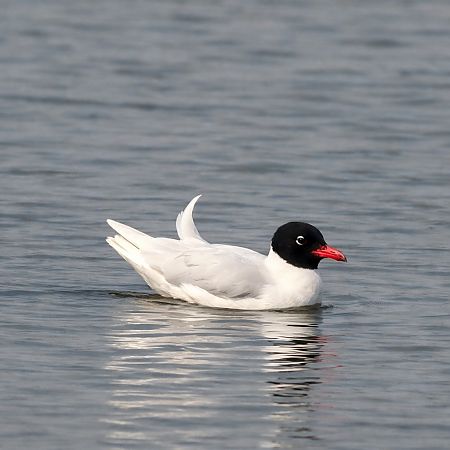 Mouette mélanocéphale  - Christa(+thomas) Pumberger
