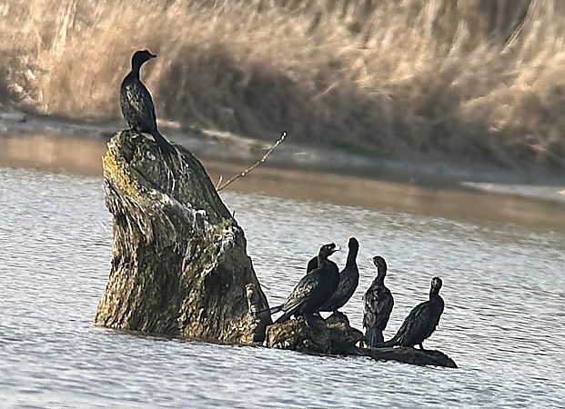 Cormoran pygmée  - Christa(+thomas) Pumberger