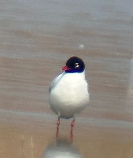 Mouette mélanocéphale  - Christa(+thomas) Pumberger