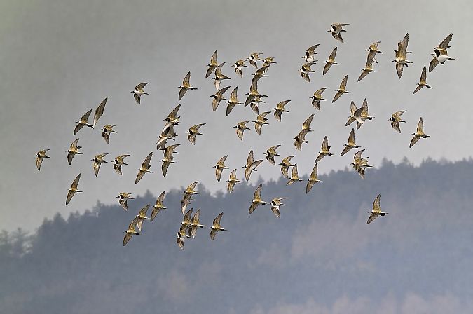 Pluvier doré  - Christa(+thomas) Pumberger