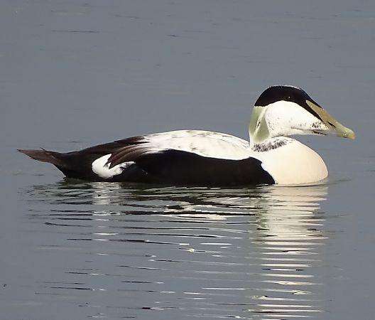 Eider à duvet  - Guenter Deisenberger