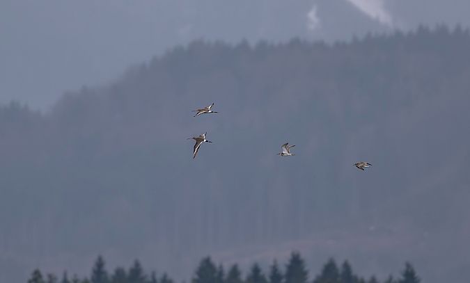 Barge à queue noire  - Monika und Hermann Pirker