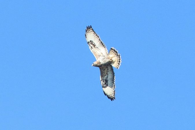 Buse pattue  - Bernhard Zens