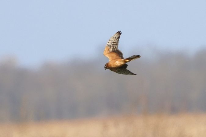 Busard pâle  - Bernhard Zens