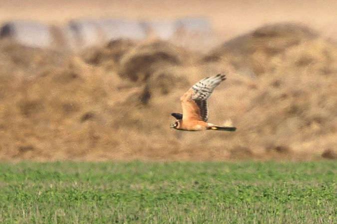 Busard pâle  - Bernhard Zens