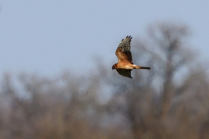 Busard pâle  - Bernhard Zens