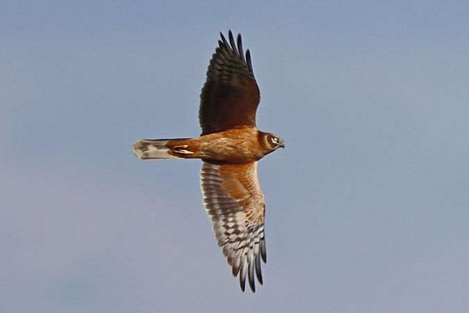 Busard pâle  - Bernhard Zens