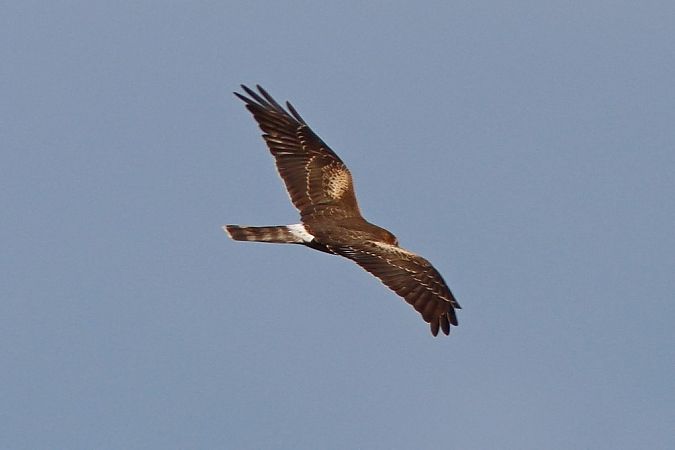 Busard pâle  - Bernhard Zens