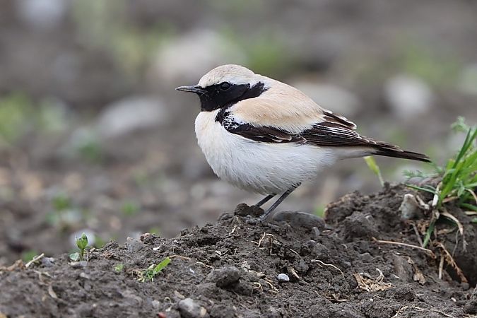 Traquet du désert  - Bernhard Zens