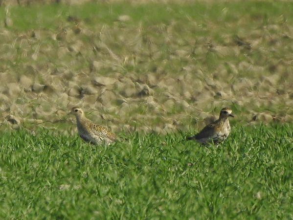 Pluvier doré  - Roger Jagersberger