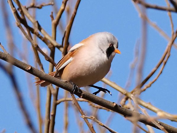 Panure à moustaches  - Roger Jagersberger