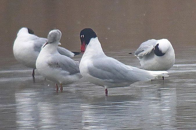 Mouette mélanocéphale  - Peter Denefleh