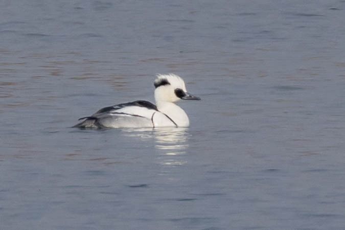 Harle piette  - Johann Prost