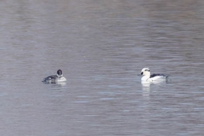 Harle piette  - Johann Prost