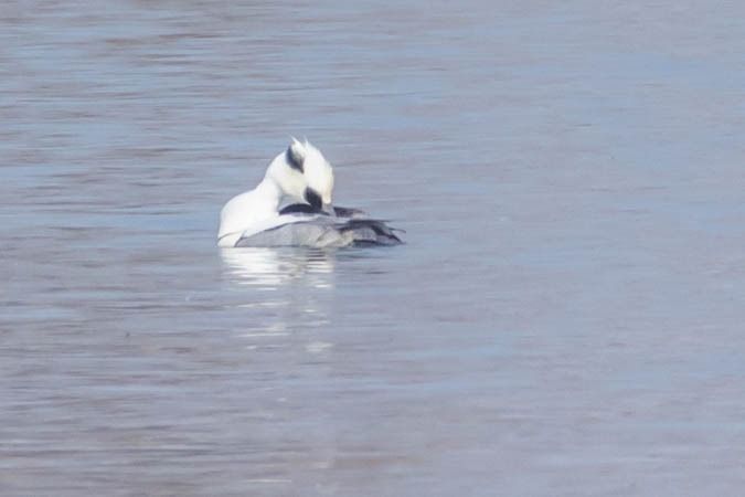 Harle piette  - Johann Prost