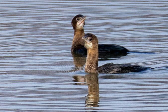 Cormoran pygmée  - Johann Prost