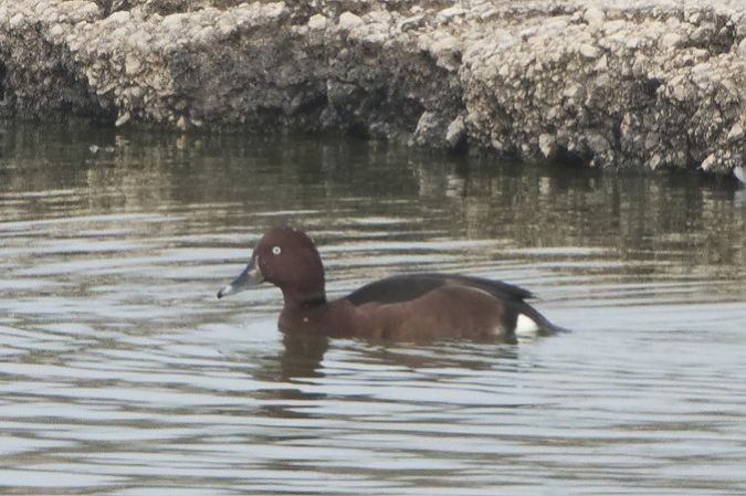 Fuligule nyroca  - Paul Wolf