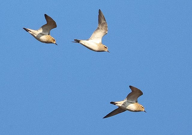 Pluvier doré  - Ilse Gerlach