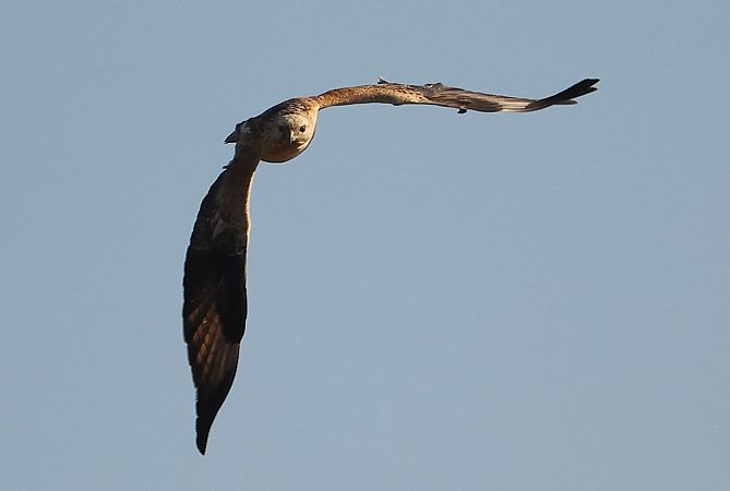Buse féroce  - Ilse Gerlach