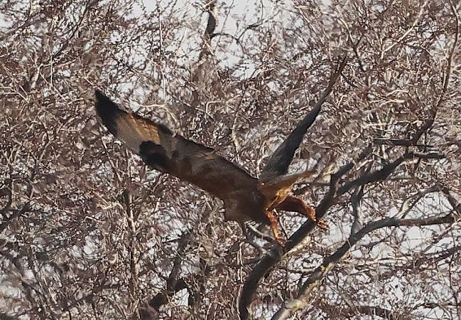 Buse féroce  - Ilse Gerlach