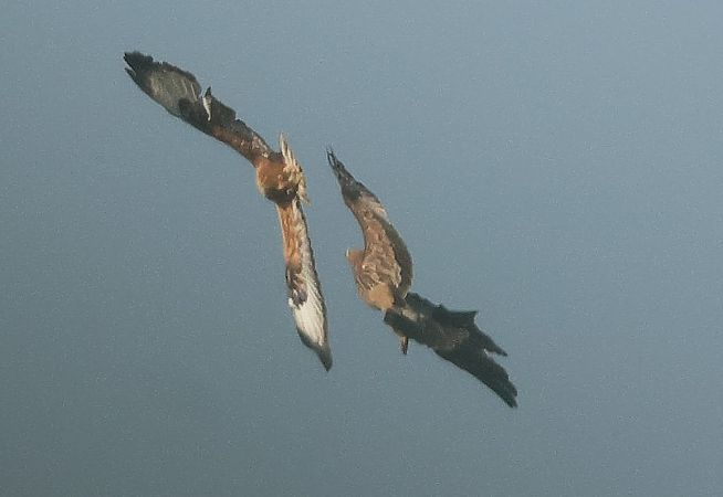 Buse féroce  - Ilse Gerlach