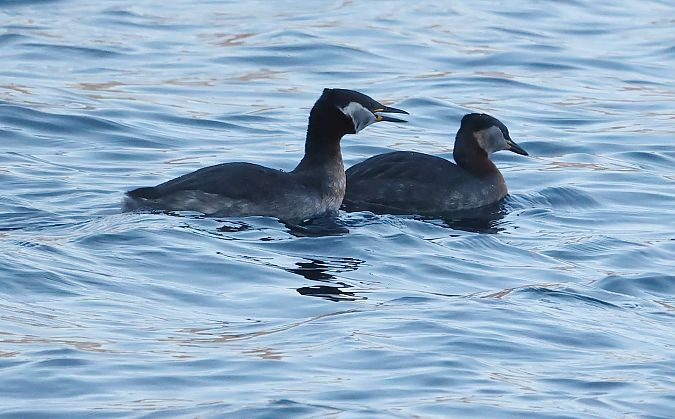 Grèbe jougris  - Ilse Gerlach