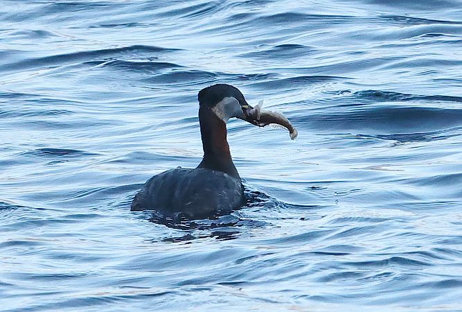 Grèbe jougris  - Ilse Gerlach