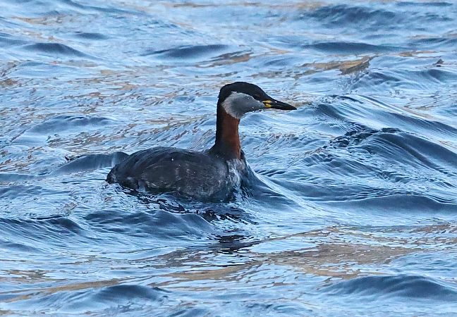 Red-necked Grebe  - Ilse Gerlach