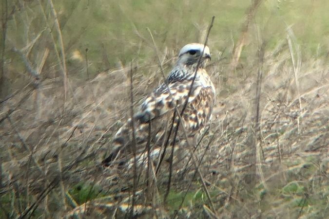 Buse pattue  - Jakob Vratny