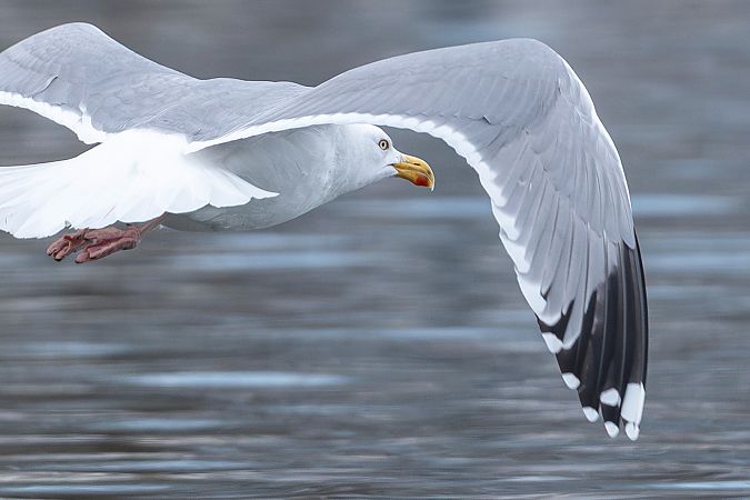 Goéland argenté  - Stephan Trösch