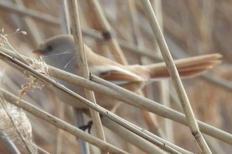Panure à moustaches  - Franz Wakolbinger