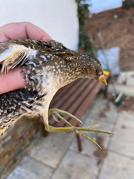 Marouette ponctuée  - Anonyme