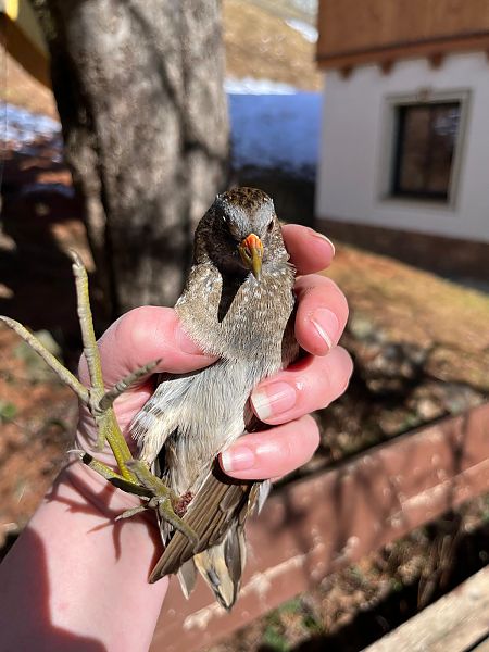 Marouette ponctuée  - Anonyme