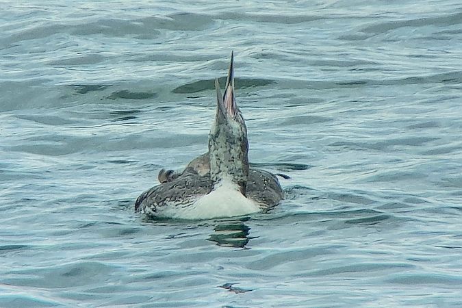 Plongeon imbrin  - Patrick Mösinger