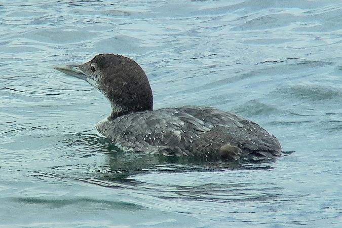 Plongeon imbrin  - Patrick Mösinger