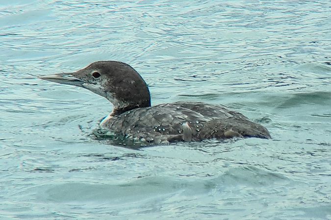 Plongeon imbrin  - Patrick Mösinger
