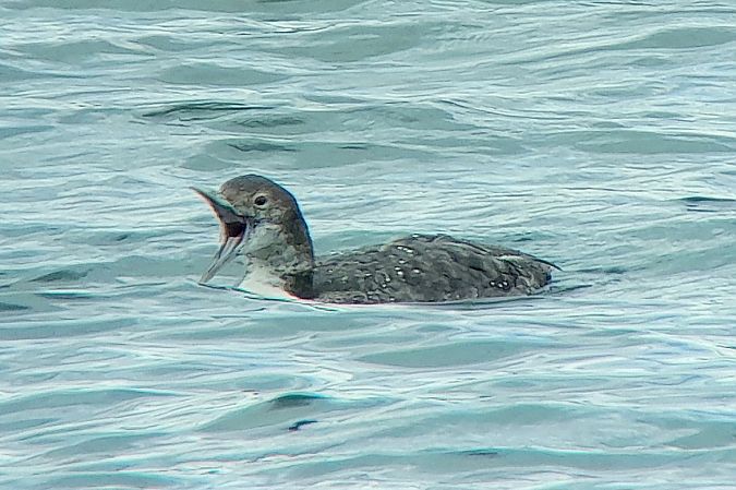 Plongeon imbrin  - Patrick Mösinger