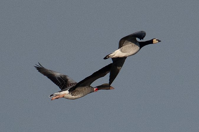 Bernache nonnette  - Detlef Schneider