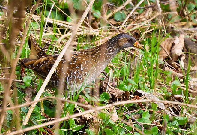 Marouette ponctuée  - Michael Ortner
