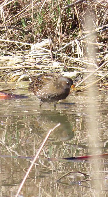 Marouette ponctuée  - Manfred Jochum