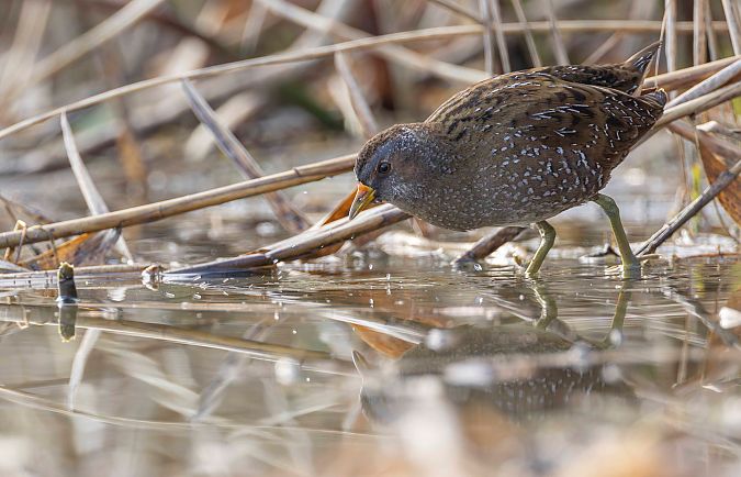 Marouette ponctuée  - Gebhard Brenner
