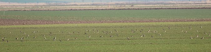 Pluvier doré  - Günther Körmöczi