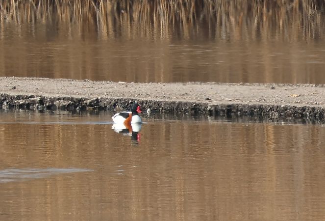 Tadorne de Belon  - Günther Körmöczi