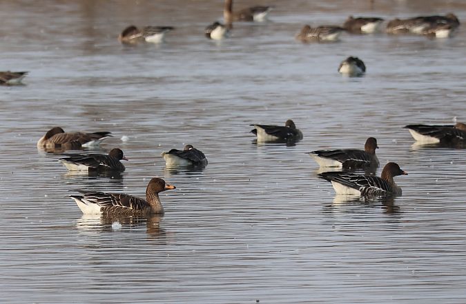 Oie de la toundra  - Günther Körmöczi