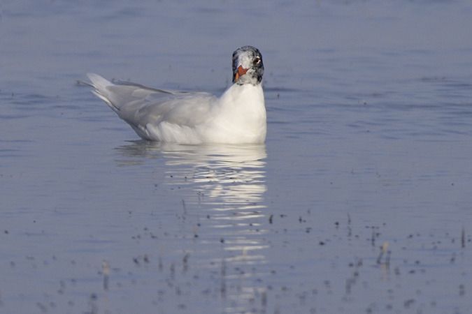 Mouette mélanocéphale  - Jürgen Prohaska-Hotze
