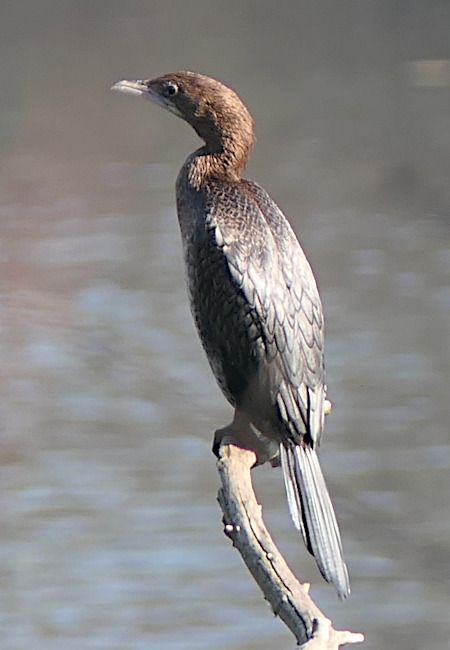 Cormoran pygmée  - Felix Kossak