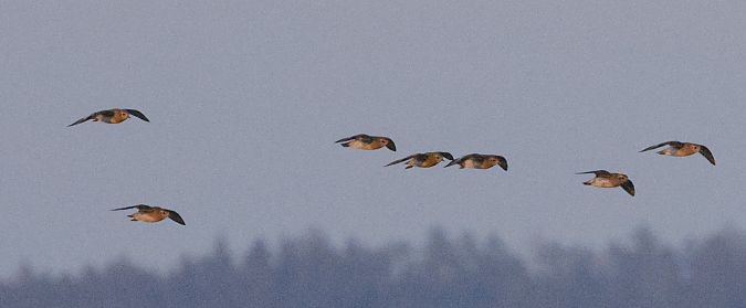 Pluvier doré  - Christoph Dangl