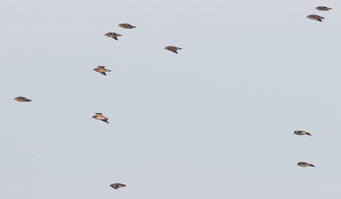 Pluvier doré  - Christoph Dangl